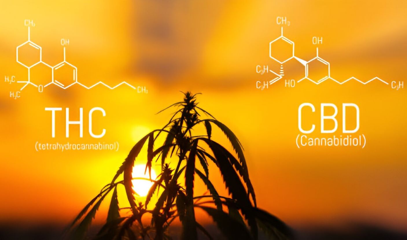 CBD and THC Revolution